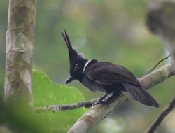 Download Suara Burung Cililin Jernih dan Panjang MP3 Terbaik