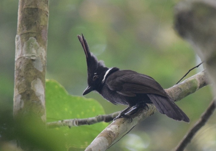 Gambar burung cililin yang sedang berkicau dengan kualitas suara jernih untuk masteran burung kicauan.