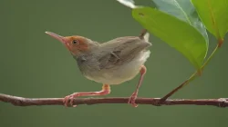 Prenjak pikat ampuh untuk download suara burung prenjak gacor.