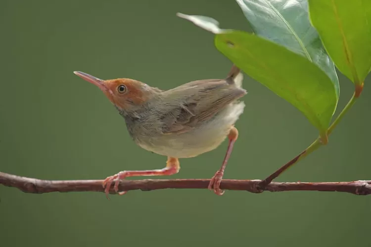 Prenjak pikat ampuh untuk download suara burung prenjak gacor.