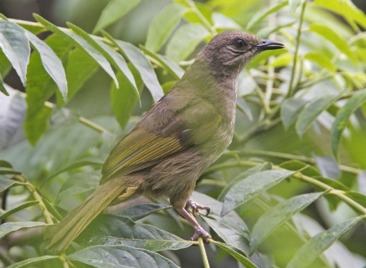 Gambar burung kapas tembak jantan yang sedang berkicau di alam liar.