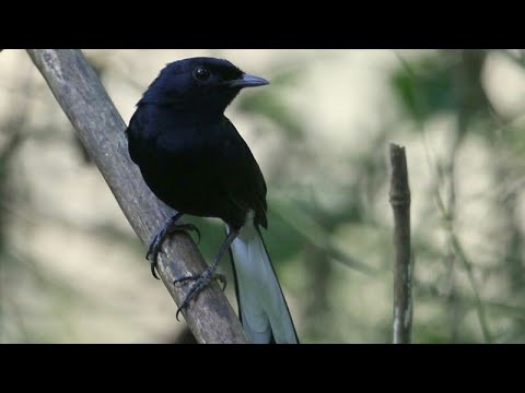 Gambar menunjukkan Murai Batu Black Shama dengan ekor panjang di kandang yang bersih.