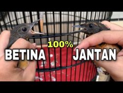 Cara Membedakan Murai Trotol Jantan dan Betina Usia 1-3 Bulan