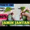 Ciri-Ciri Cucak Ijo Jantan yang Belum Nopeng