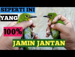 Ciri-Ciri Cucak Ijo Jantan yang Belum Nopeng