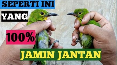 Ciri-Ciri Cucak Ijo Jantan yang Belum Nopeng