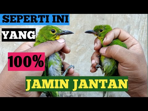 ciri cucak ijo jantan